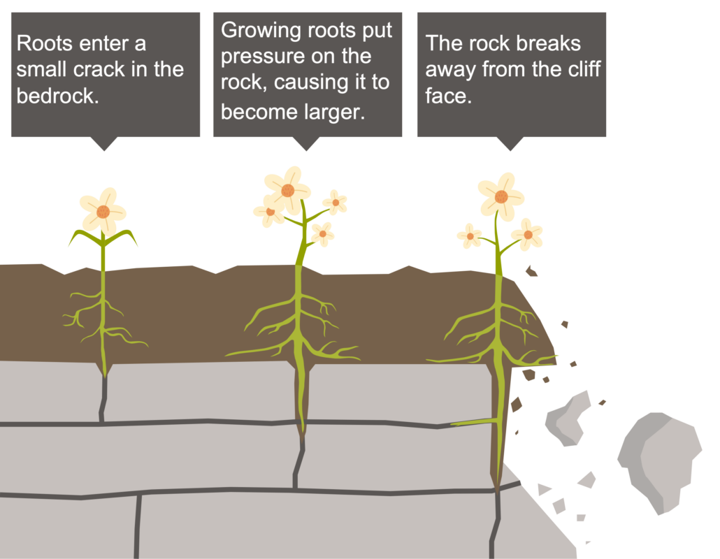 Biological Weathering Labelled