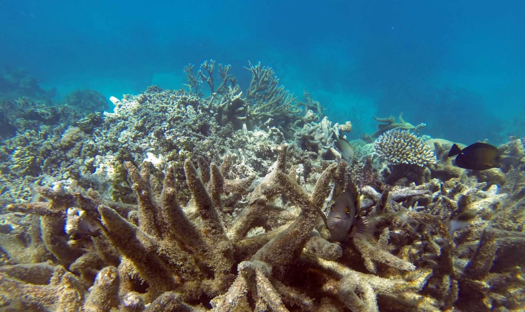 Coral reef bleaching on the Great Barrier Reef, Australia.