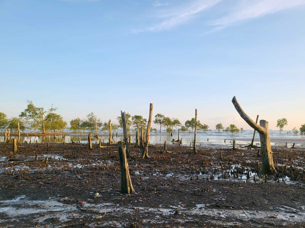 Mangrove deforestation in Malaysia