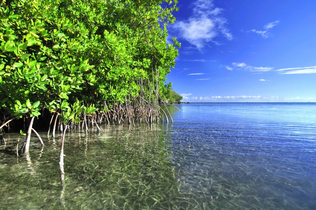 Mangrove forest in Puerto Rico