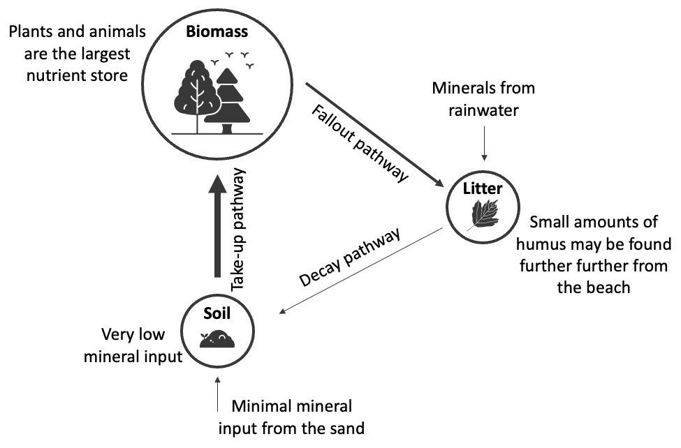 Sand dune nutrient cycle diagram