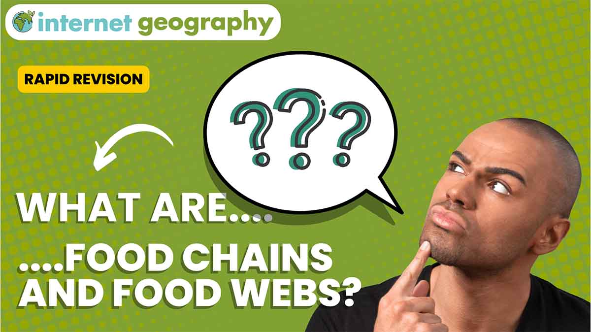 What are food chains and food webs?