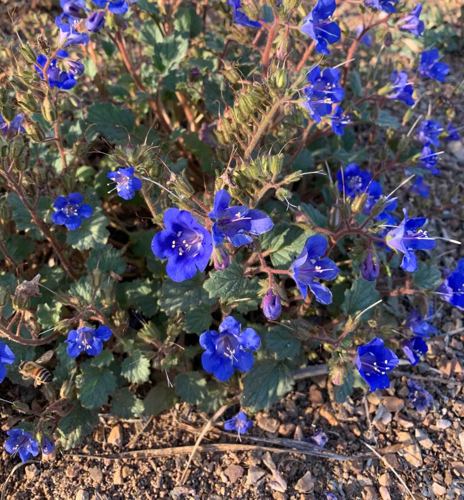 The desert bluebell. An example of a hot desert ephemeral. 