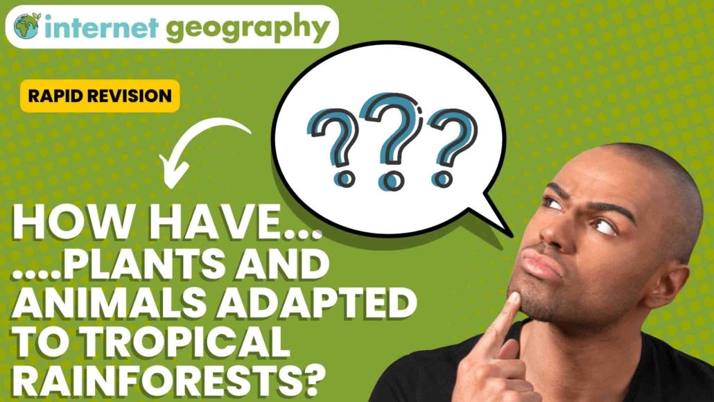 How have plants and animals adapted to the rainforest?