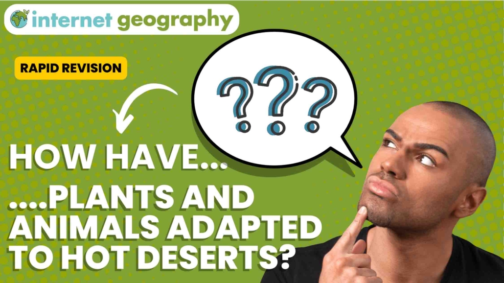 How have plants and animals adapted to the hot desert
