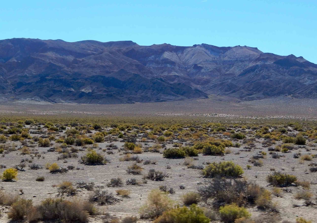 An image of sagebrush in a hot desert. 