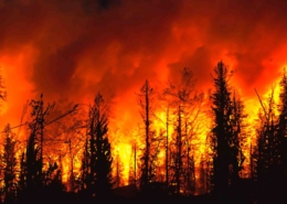 Palisades wildfire Janaury 2025