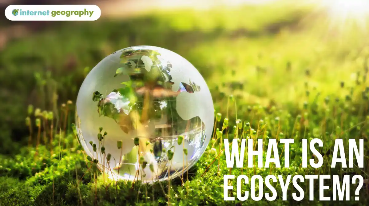 What is an ecosystem?